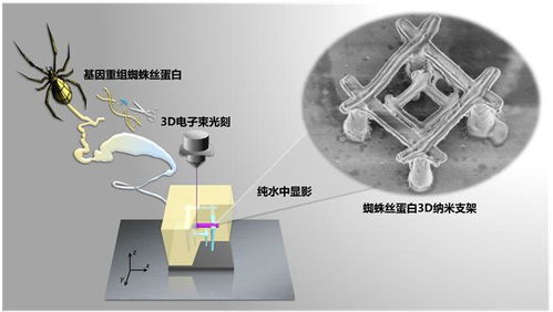 中國科學(xué)家研發(fā)出納米機(jī)器人,材料竟是蜘蛛絲